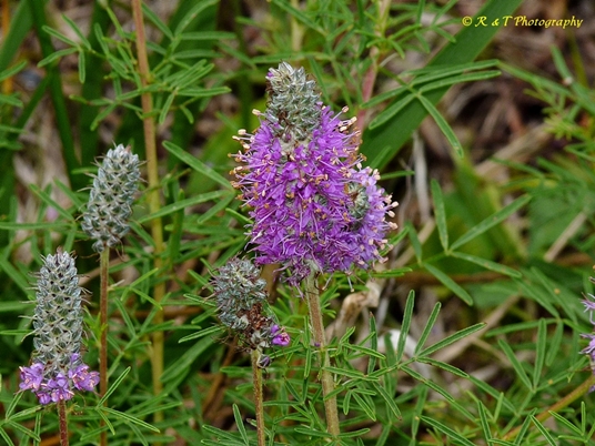 {Dalea gattingeri}